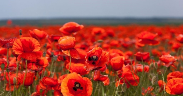 WW1 Battlefields Tour 2019