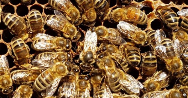 Saving the Bees!