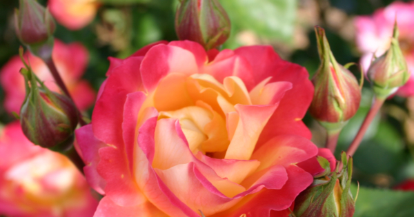 From the Principal – 1 March 2019