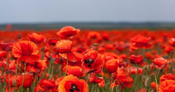 WW1 Battlefields Tour 2019